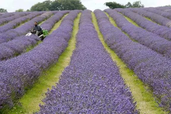 2009072201287 2009072201287
