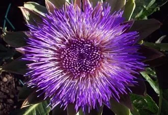 artichoke_flower1.aspx artichoke_flower1.aspx